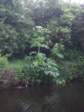 Beware of the Triffids!